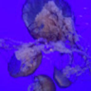 Meet your Posher, Cass